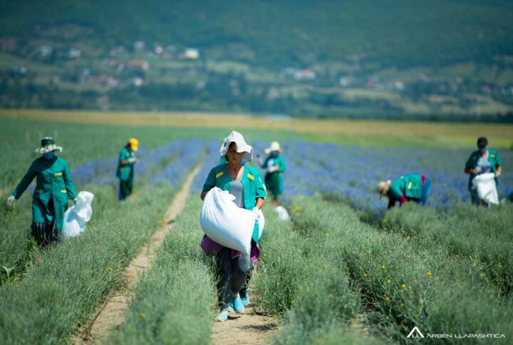 Bimët Mjekësore dhe Aromatike ofrojnë benefite të shumëfishta për Kosovën